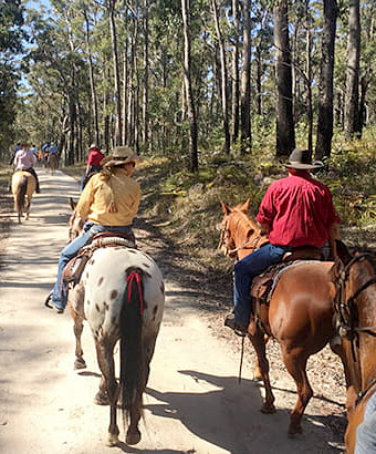 A group of horse riders enjoy a forest trail ride in Basket Swamp National Park. Photo: &copy;  V Sherry Athra