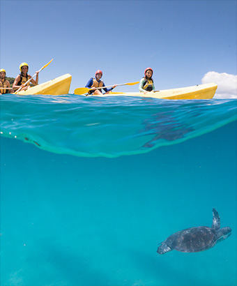 People in 2 yellow double kayaks paddle over waves as a sea turtle swims below. Photo: Cape Byron Kayaks &copy; Cape Byron Kayaks