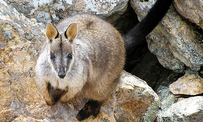A brush-tailed rock wallaby in Guy Fawkes River National Park. Photo: Sean Leathers &copy; DPE