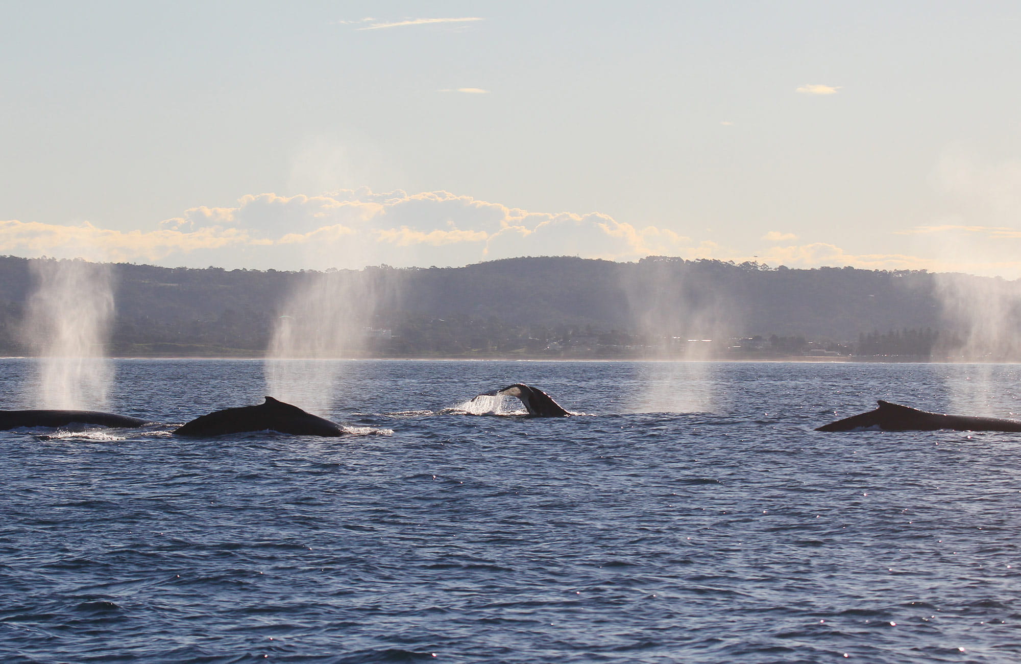 A pod of humpback whales spout water as they surface off the NSW coast. Photo: Jonas Liebschner &copy; DPIE