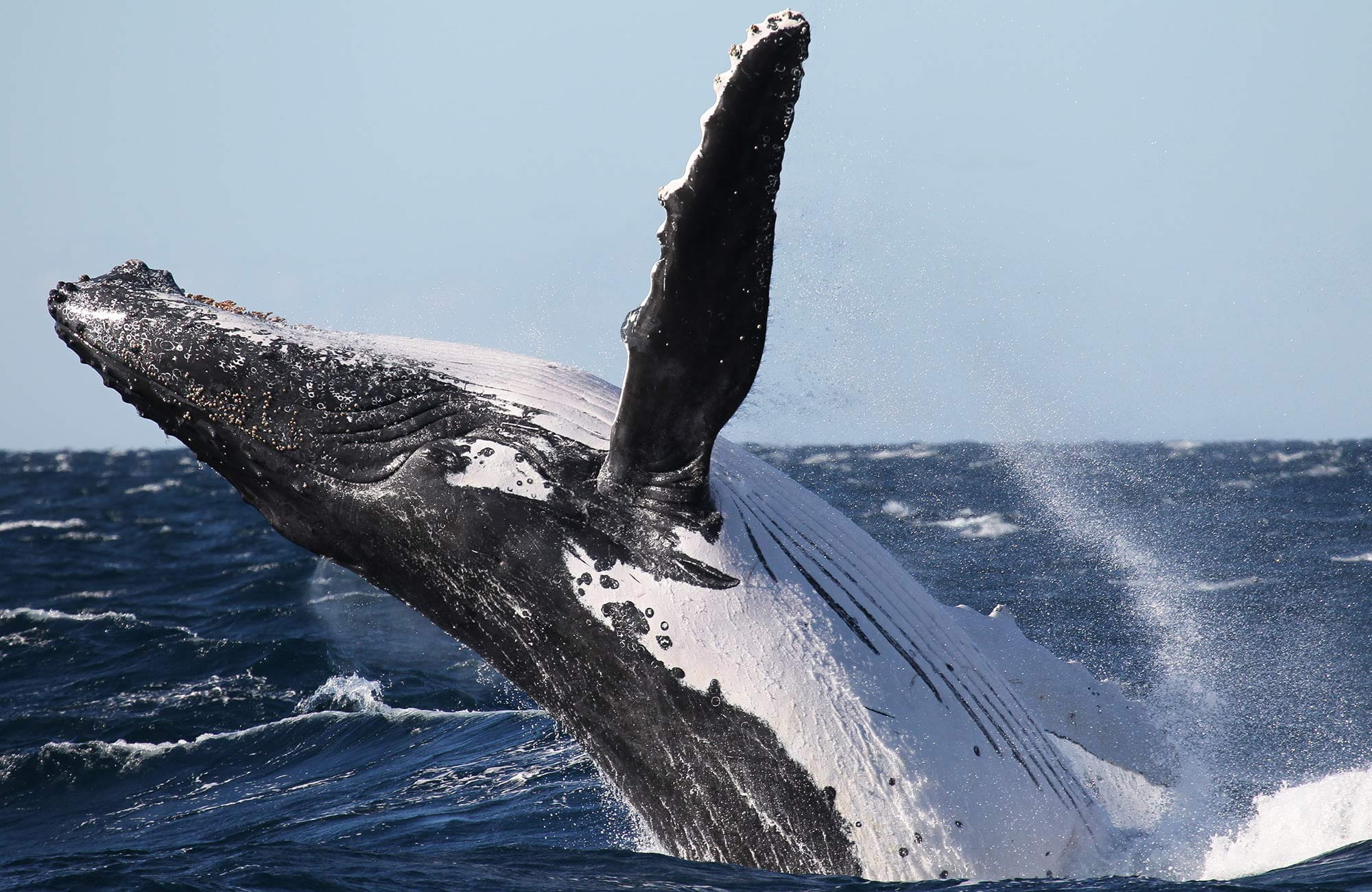 A humpback whale breaches the ocean off the NSW coast. Photo: Jonas Liebschner &copy: DPIE