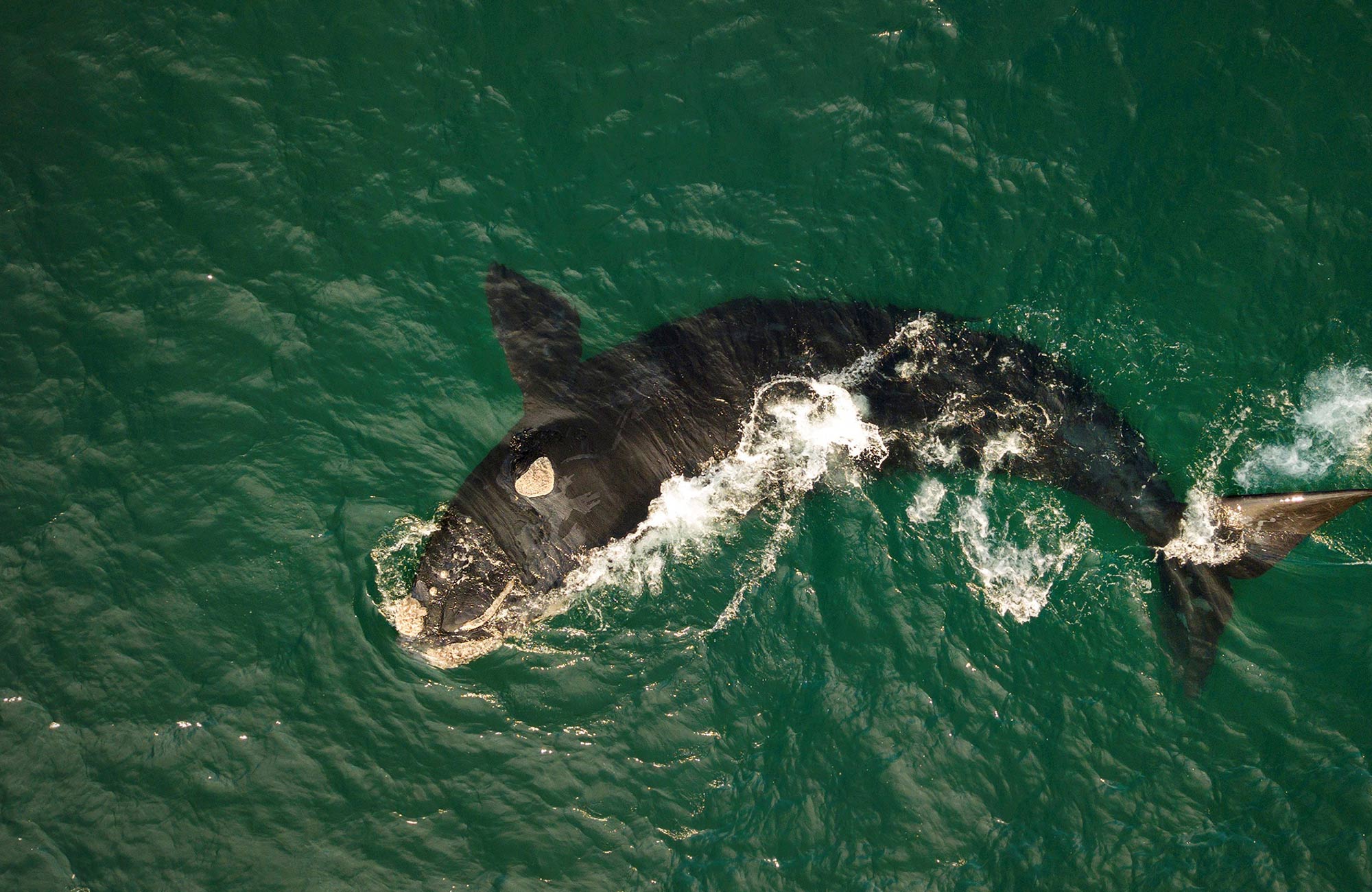 Aerial view of a Southern right whale surfacing the water. Photo: Lachlan Hall &copy: Lachlan Hall