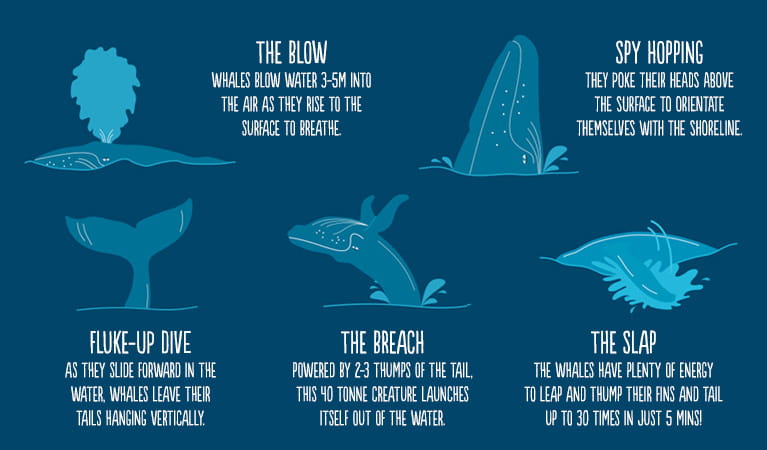 Graphic of whale facts. Artwork: OEH