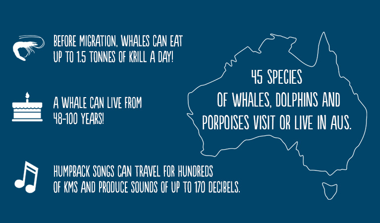 Graphic of whale facts. Artwork: OEH