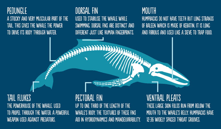 Graphic of whale facts. Artwork: OEH