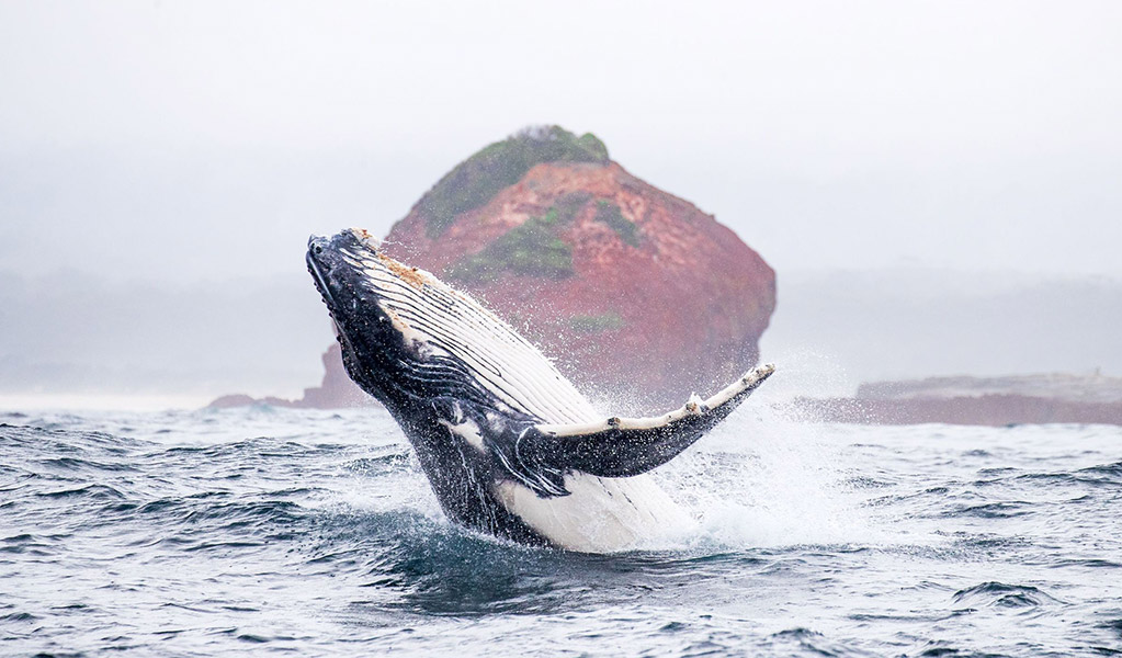 A juvenile humpback whale breaching in front of Haycock Rock, a red boulder-shaped formation on the shore of Beowa National Park. Credit: Rachelle Mackintosh &copy; DCCEEW