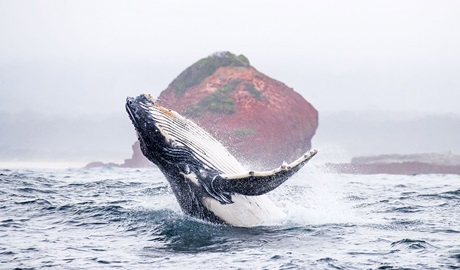 A juvenile humpback whale breaching in front of Haycock Rock, a red boulder-shaped formation on the shore of Beowa National Park. Credit: Rachelle Mackintosh &copy; DCCEEW