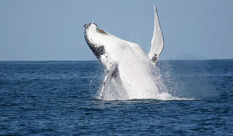 A humpback whale breaches the water off the NSW coast, near Sydney. Photo credit: Wayne Reynolds &copy Wayne Reynolds