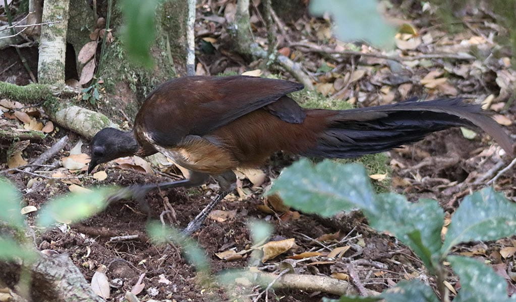 Profile view of an Albert's lyrebird looking for insects amongst leaf litter on the forest floor. Photo: Gavin Phillips &copy; Gavin Phillips