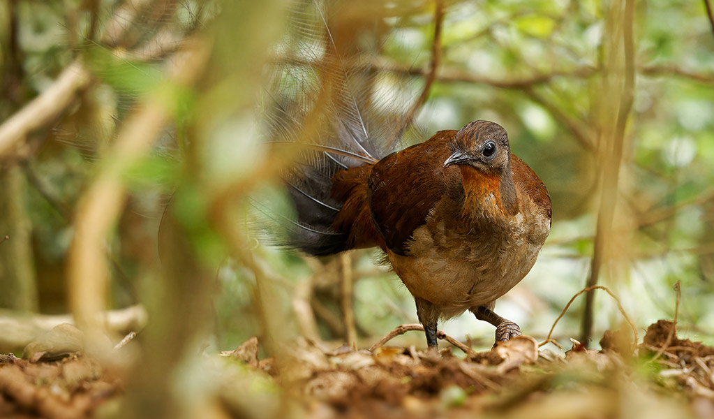 Looking through foliage at an Albert's lyrebird raking leaf litter on the forest floor. Photo: Phototrip &copy; iStock