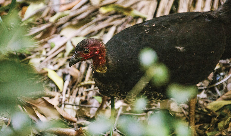 Looking through green foliage at an Australian brush turkey amongst leaf litter, Sea Acres National Park. Photo: David Finnegan &copy; DPE