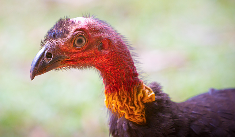 Australian brush turkey, Dorrigo National Park. Photo: Rob Cleary