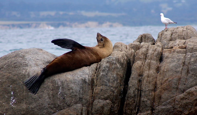 Australian fur seals, Montague Island Nature Reserve. Photo: OEH
