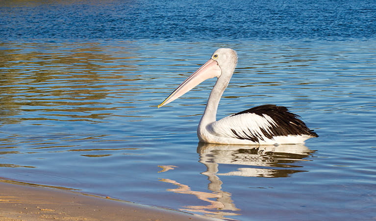 Australian pelican. Photo: Rob Cleary