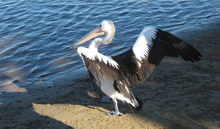 Australian pelican. Photo: OEH