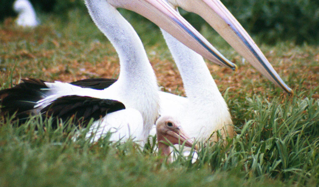 Profile view of two perlicans sitting and a chick sitting in grass. Photo: Michael Jarman &copy; Michael Jarman