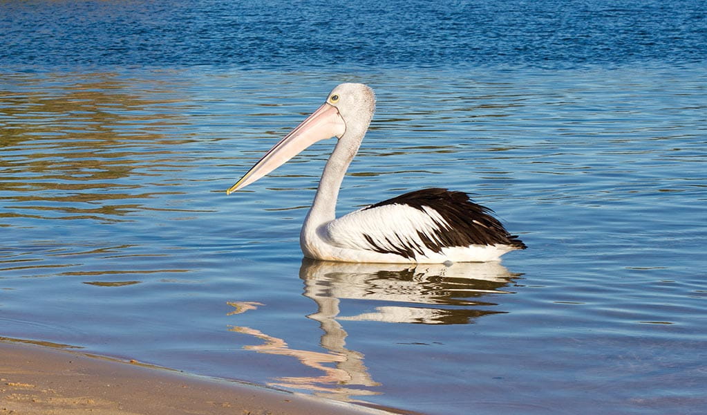 An Australian pelican is reflected is water at Yuraygir National Park. Photo: Robert Cleary  &copt; DPE