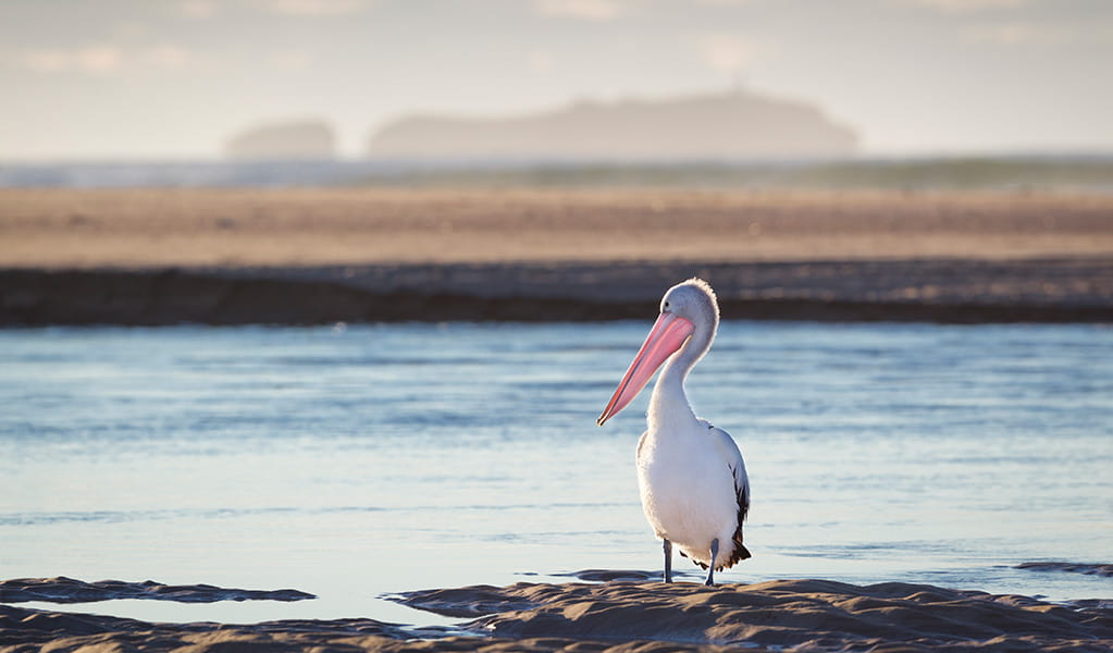 A pelican stands on the rocky shore of Moonee Creek at sunrise, with South Solitary Island int eh background. Photo: Robert Cleary &copy; DPE