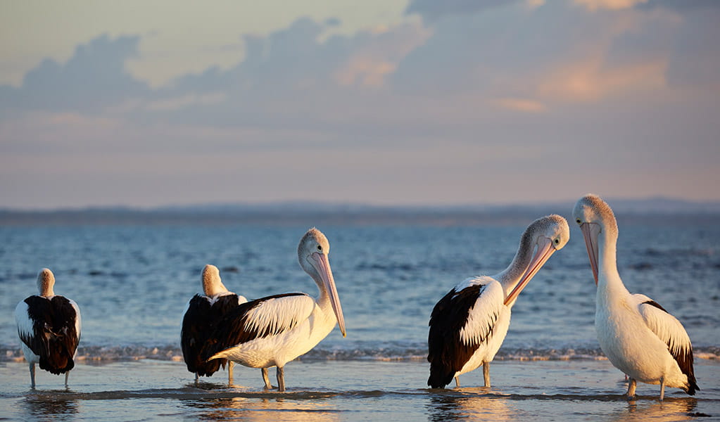 Five pelicans stand at the beach shore in Bundjalung National Park as the sun rises. Photo: Nick Cubbin &copy; DPE