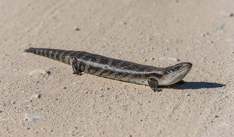  Blue-tongue lizard, Ben Boyd National Park. Photo: John Spencer