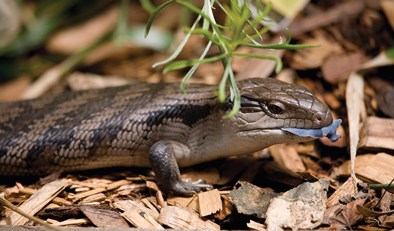 Eastern blue-tongue lizard | Australian animals | NSW National Parks