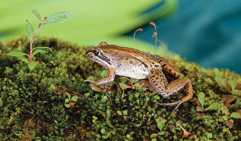 Brown-striped frog | Australian animals | NSW National Parks