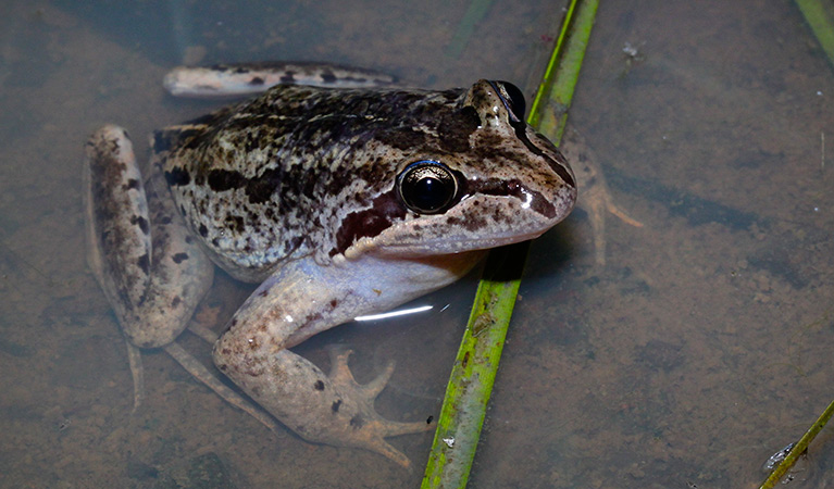 Brown striped frog. Photo: Kelly Nowak