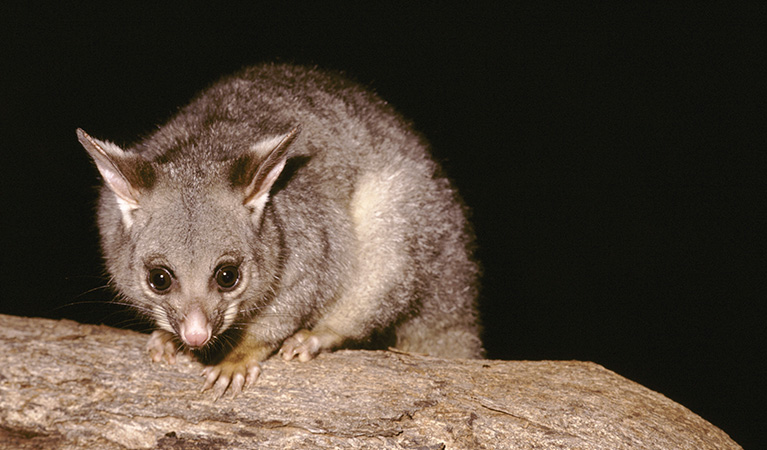 Brush tail possum. Photo: Ken Stepnell