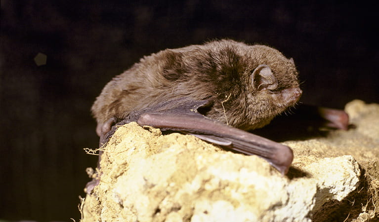Eastern bentwing bat. Photo: Ken Stepnell