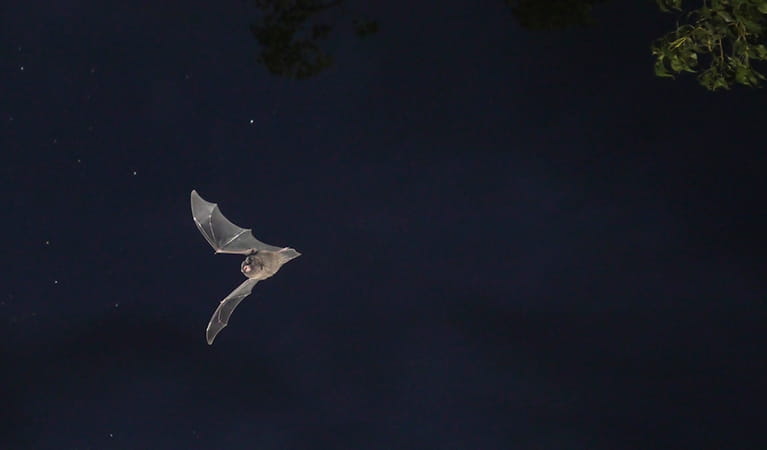 Eastern bentwing bat. Photo: Dr Doug Mills