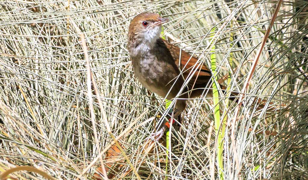 Close up of a captive-bred eastern bristlebird enjoying its new tussock grass habitat after being release in the wild. Photo: Brent Mail &copy; DPE