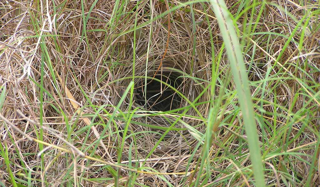 An eastern bristlebird's nest amongst the grassy understorey of open forest habitat. Photo: Stephen King &copy; Stephen King and DPE 