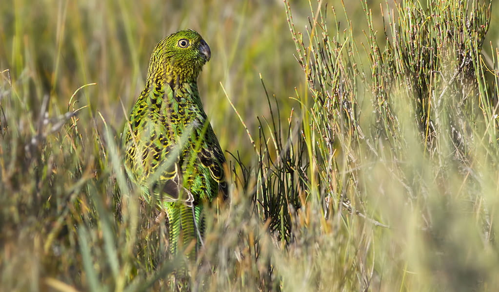 An eastern ground parrot bird's green and yellow colouring camouflages it amongst grassland. Photo: Lachlan Hall &copy; Lachlan Hall
