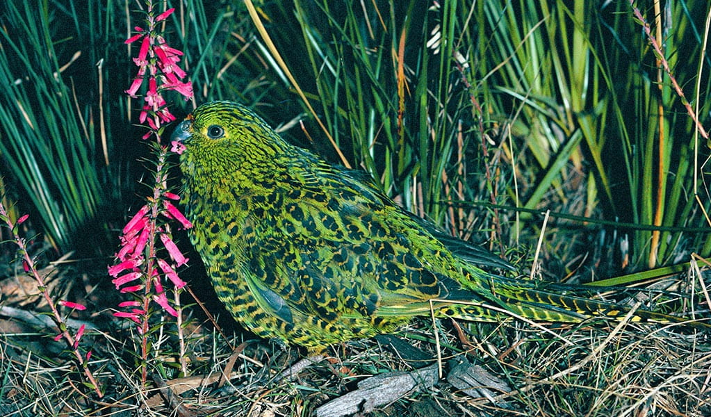 An eastern ground parrot bird on the ground eats pink flowers. Photo: Dave Watts &copy; Dave Watts