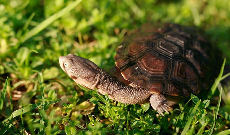 Eastern snake-necked turtle. Photo: Rosie Nicolai