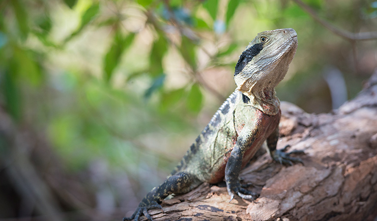 Eastern water dragon, Reef Beach, Sydney Harbour National Park. Photo: John Spencer