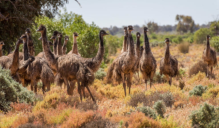 Emu, Paroo Darling National Park. Photo: John Spencer