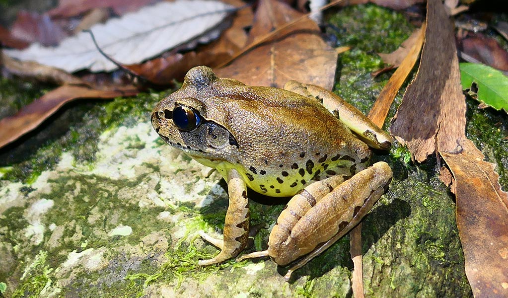 Profile view of a Fleay's barred frog on a rock surrounded by leaf litter. Photo: Peter Higgins &copy; DPE