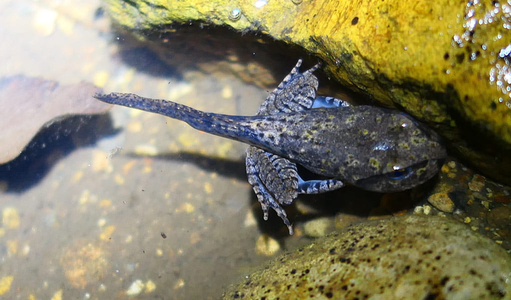 Close up of a Fleay's barred frog tadpole in clear water beside a mossy rock. Photo: Peter Higgins &copy; DPE