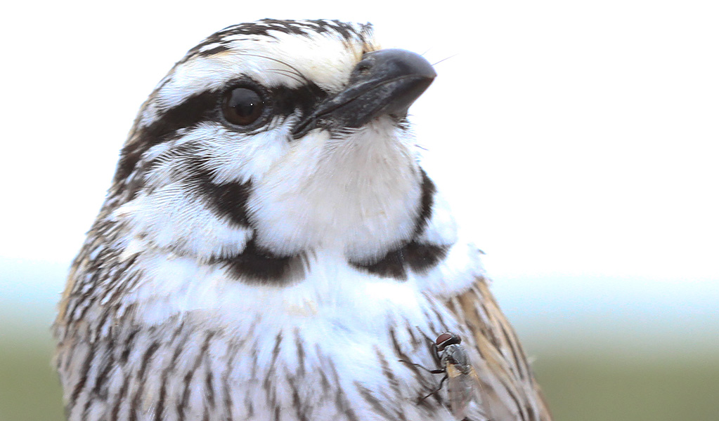 Close up of the head and chest of a grey grasswren with a fly on its its breast. Photo: Jeff Hardy/DPE &copy; Jeff Hardy