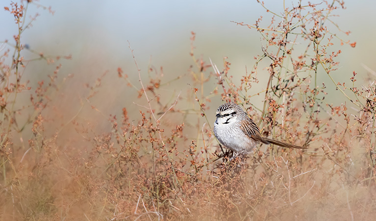 A grey grasswren perches on dry lignum bush in western NSW. Photo: Laurie Ross &copy; Laurie Ross