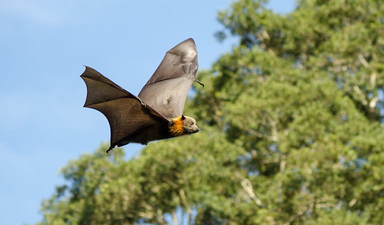 Profile view of a grey-headed flying-fox flying past eucalupt trees. Photo: Shane Ruming &copy; Shane Ruming