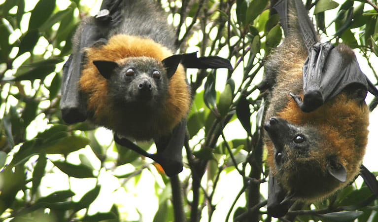 Two grey-headed flying-foxes hang upside down in a eucalypt tree. Photo: Kylie Coutts-McClelland &copy: Kylie Coutts-McClelland