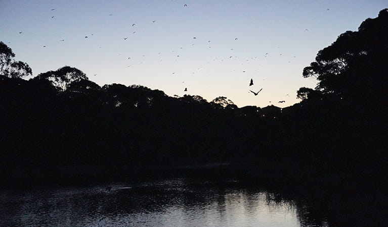 Sunset view of a river lined with forest in silhouette, with bats flying in the air. Photo: Simon Tedder &copy; DPE