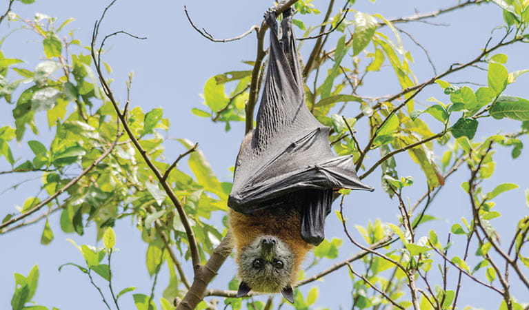 Grey headed flying fox hanging from a tree branch. Photo: Shane Ruming/OEH