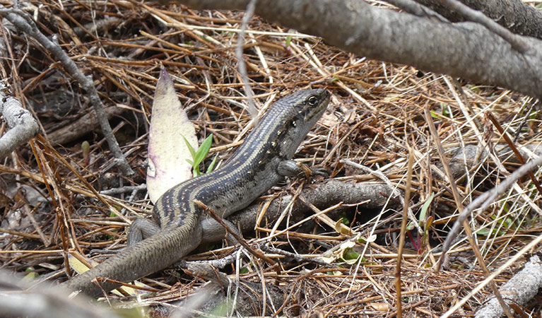 An adult Guthega skink crawls through undergrowth below a tree branch. Photo credit: Bec Byrne &copy; DPE