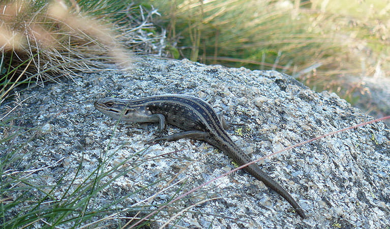 An adult Guthega skink walks along a granite rock, with alpine grass in the background. Photo credit: Mel Schroder &copy; DPE