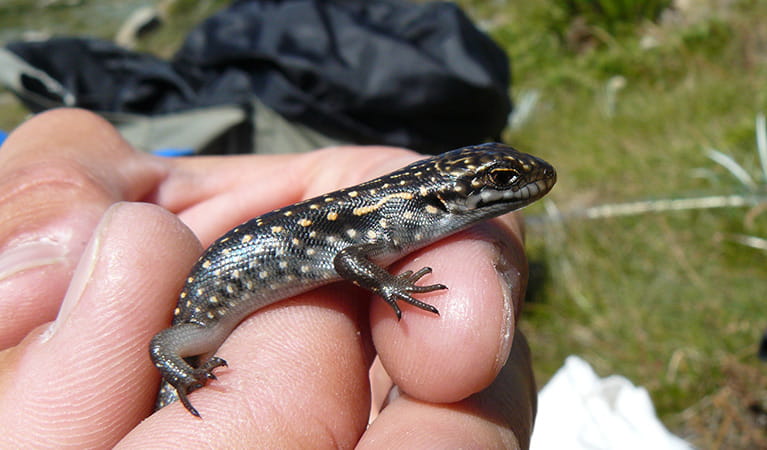 Close up of a juvenile Guthega skink held between a person's fingers. Photo credit: Mel Schroder &copy; DPE