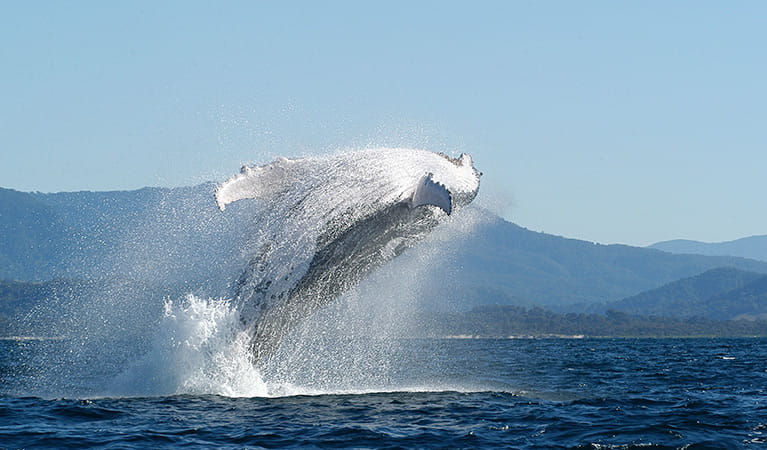 Humpback whale breaching. Photo: Dan Burns