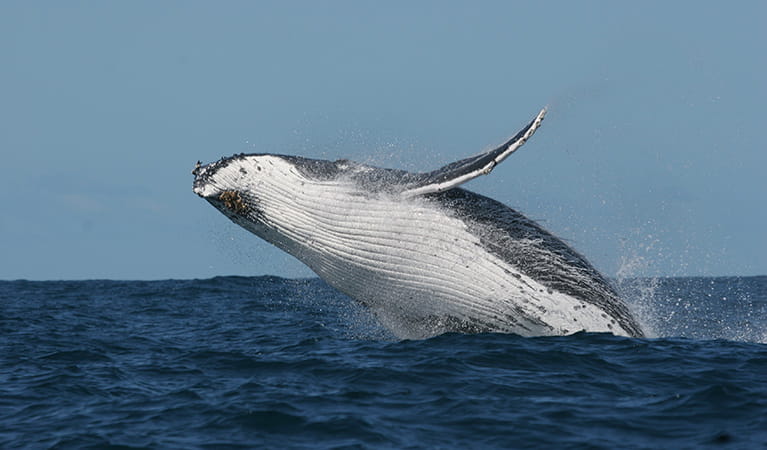 Humpback whale breaching. Photo: Wayne Reynolds